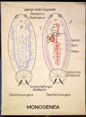 Pl 13-Monogenea.jpg