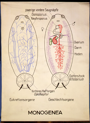 Pl 13-Monogenea.jpg