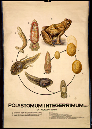 Pl 14-Polystomum.jpg