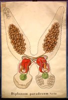 Pl 15-Diplozoon.jpg