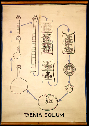 Pl 18-Taenia solium.jpg