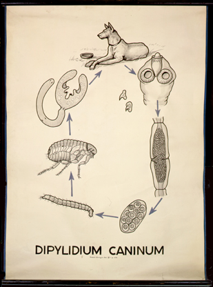 Pl 20-Dipylidium caninum.jpg