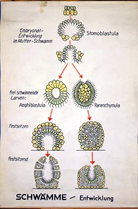 Entwicklung