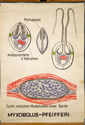 Myxobolus1