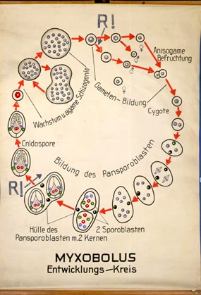 Myxobolus2