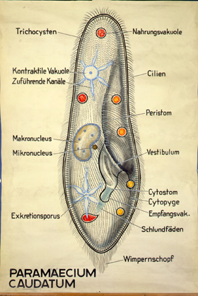 Paramecium3