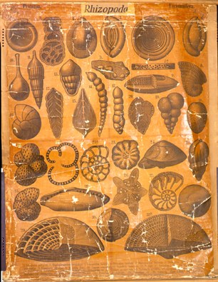 Rhizopoda