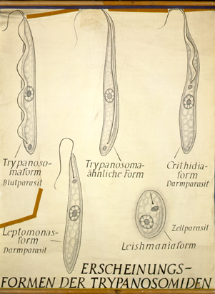 Trypanosoma