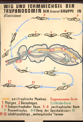 Trypanosoma3