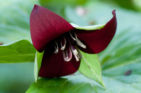 16 19 Trillium erectum Melanthiaceae