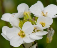 Arabis caucasica