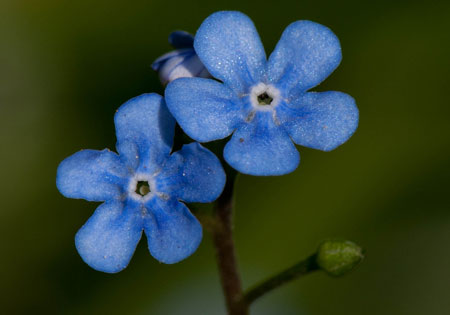 Brunnera macrophylla