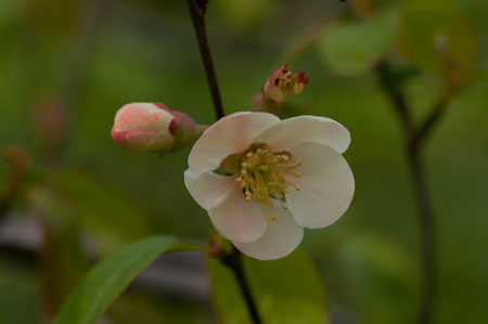 Chaenomeles speciosa 01