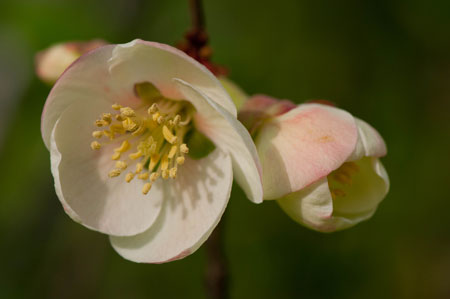 Chaenomeles speciosa 02