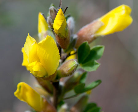 Cytisus undulatus 01