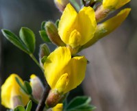 Cytisus undulatus 02