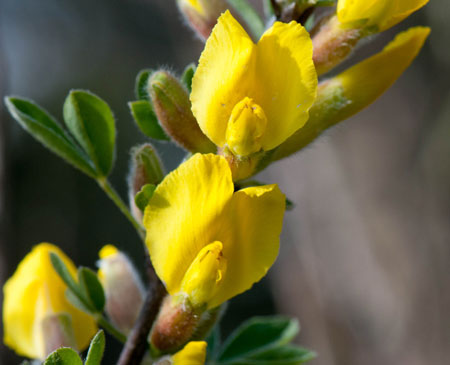 Cytisus undulatus 02