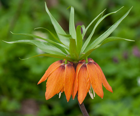 Fritillaria imperialis 02