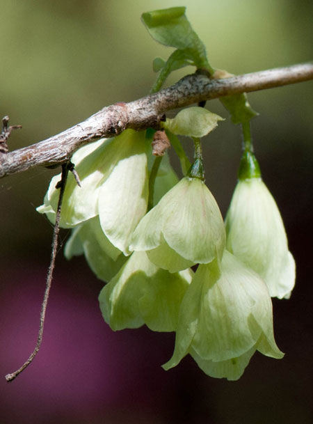 Halesia carolina