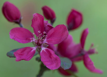 Malus x purpurea