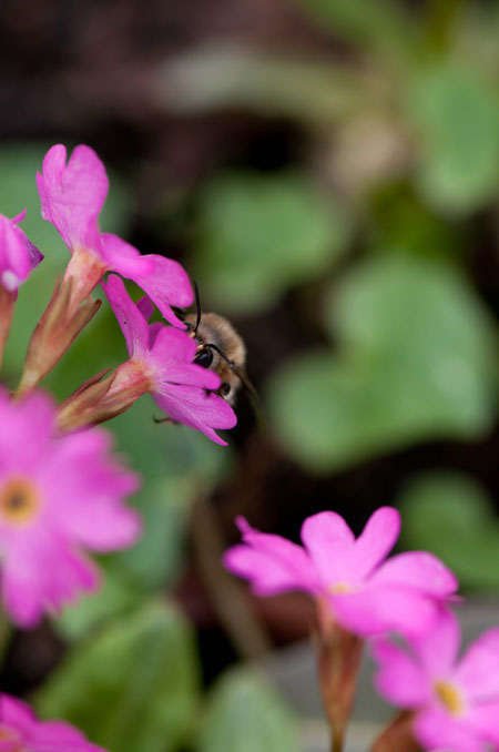 Primula rosea