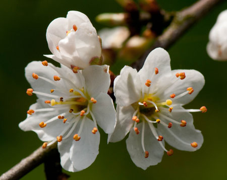 Prunus spinosa