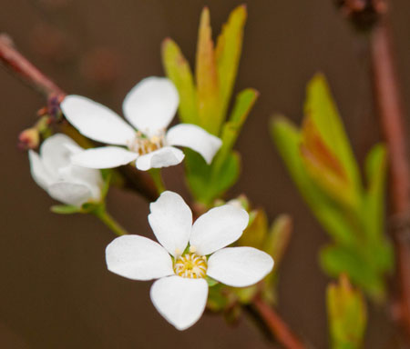 Spiraea thunbergii