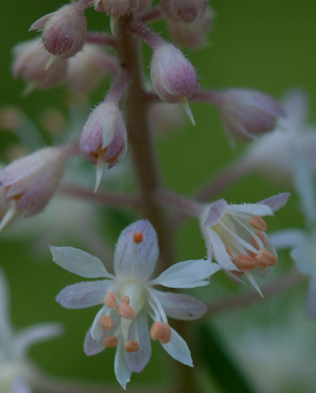 Tiarella cordifolia