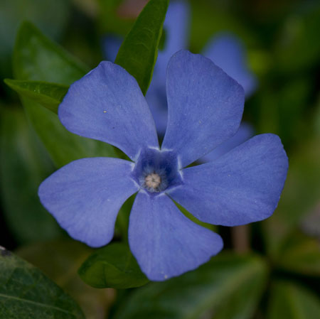 Vinca minor