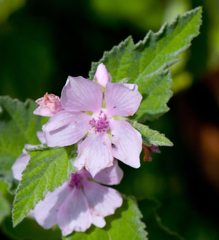 Althaea officinalis