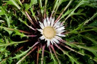 Carlina acaulis 