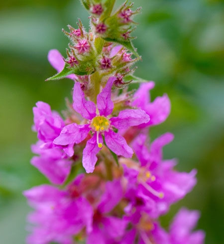 Lythrum salicaria 02