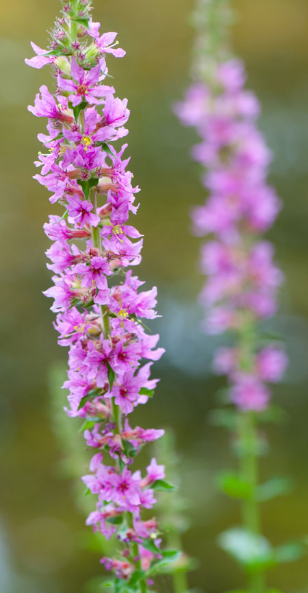 Lythrum salicaria 01