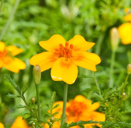 Tagetes tanuifolia