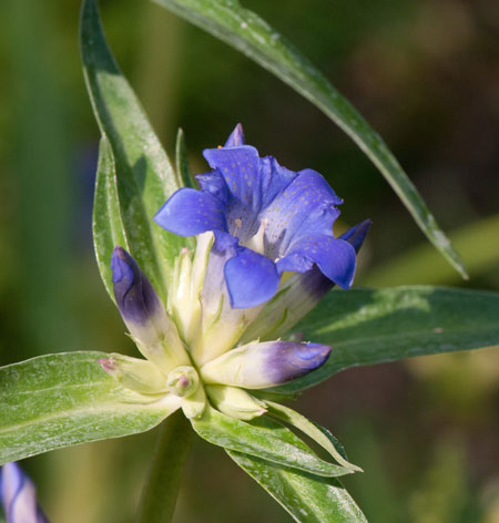 Gentina decumbens