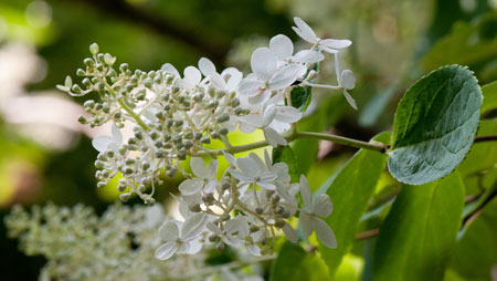 Hydrangea paniculata