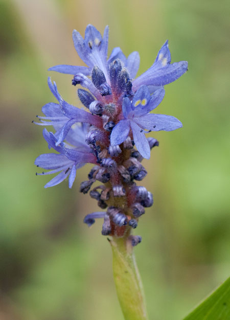 Pontederia cordata