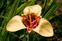 Tigridia pavonia