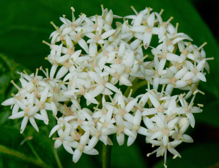 Cornus asperifolia