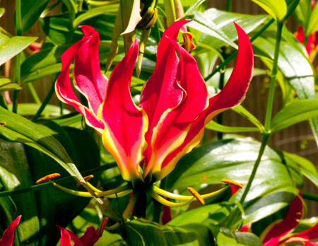 Gloriosa rothschildiana