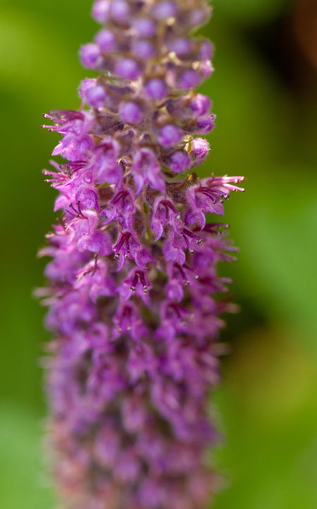 Teucrium hircanium