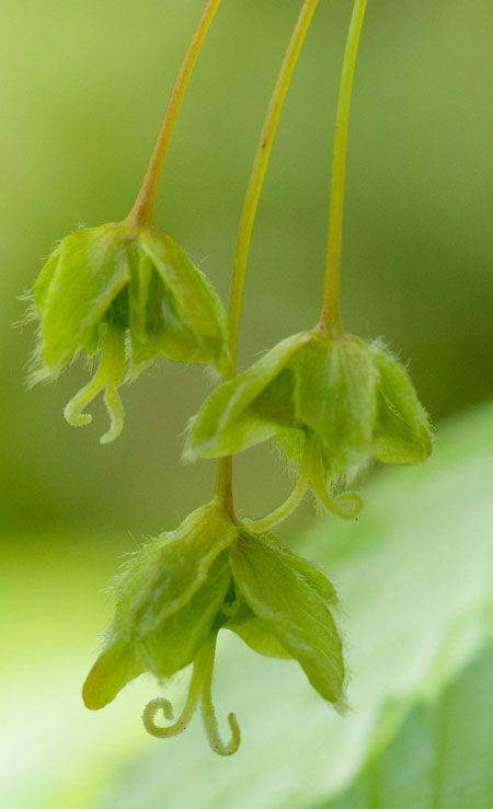 Acer carpinifolium 03