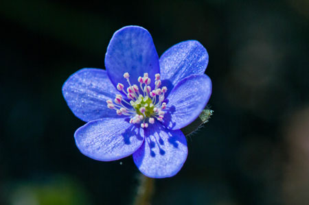 Anemone hepatica