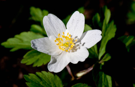 Anemone nemorosa