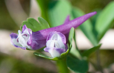 Corydalis sp.