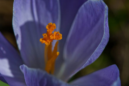 Crocus sp. Nahaufnahme