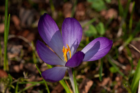 Crocus sp.