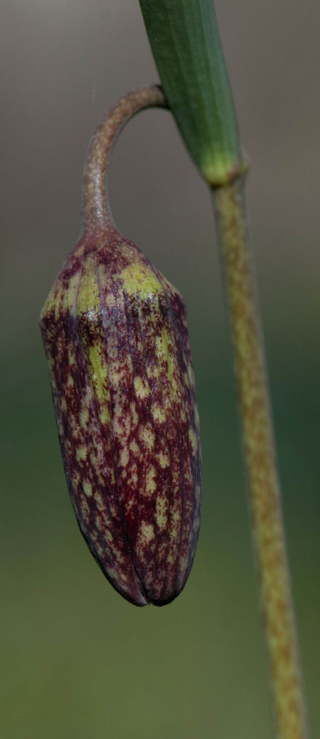 Fritillaria melaegris 01
