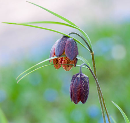 Fritillaria melaegris 02