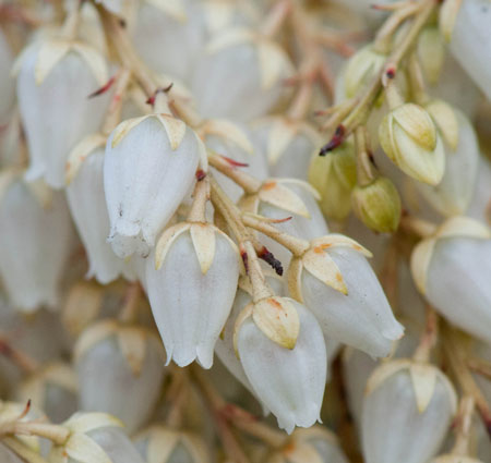 Pieris japonica 02